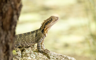 An Eastern water dragon, a semi aquatic lizard, looking quite dinosaur like with its spikes on its head as it suns itself in the Gold Coast Botanical Gardens in Queensland, Australia.