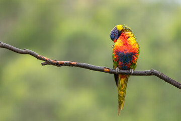 A single rainbow lorikeet preening with dazzling kaleidoscope colors perched on a branch in this portrait of a cheeky bird with a blurred green background on the Gold Coast in Queensland, Australia.