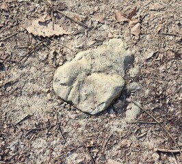 A close view of the rock in the hard dry ground surface.