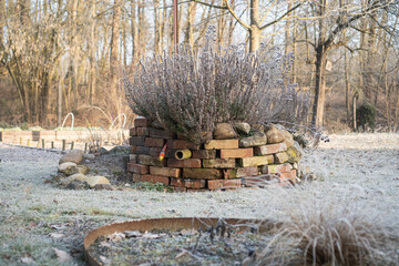 Kräuterspirale im Winter nicht zurückgeschnittener Ysop/ Konzept: Winter im Naturgarten