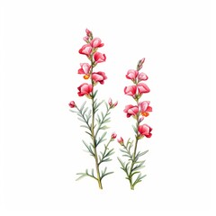 Fototapeta na wymiar Soft and ethereal watercolor painting of snapdragon flowers, beautifully isolated against a crisp white backdrop, water color, drawing style, isolated clear background