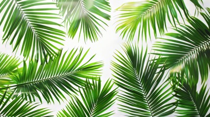 A close up of a palm tree with its leaves spread out. Concept of calm and relaxation, as the palm tree is a symbol of tropical paradise and leisure. The lush green leaves