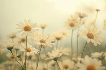 Daisies Blooming in a Foggy Field