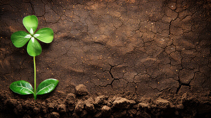 A small green plant is growing in a rocky, dry soil. The plant is surrounded by dirt and rocks, and it is struggling to grow. Concept of resilience and determination
