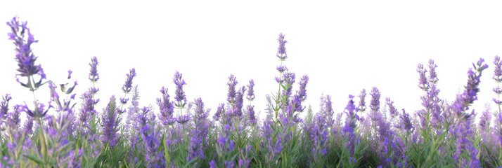A lavender flower field isolated on a transparent background