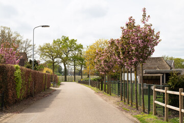 Country road past flowering trees and fruit trees near the rural Dutch village of Lienden in the Betuwe.