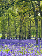 Bluebells in Historic Woodlands near Pangbourne, Berkshire
