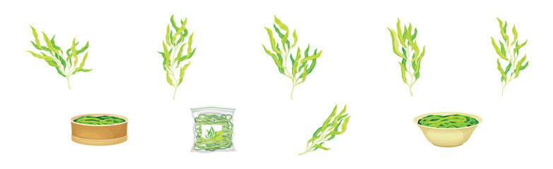 Green Hijiki Seaweed and Algae Plant Vector Set