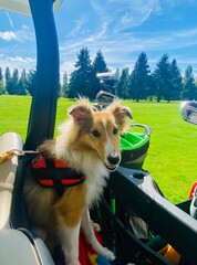 dog sitting in a golf cart