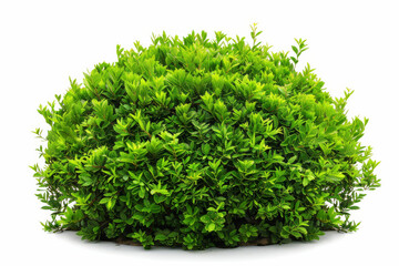 Fototapeta premium A photo of a green bush on a white background.