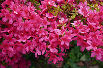 pink azalea flowers in spring season bloom. pretty floral display of vibrant flowering shrub 