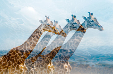 Giraffes against the background of their natural habitat, Africa, photo collage
