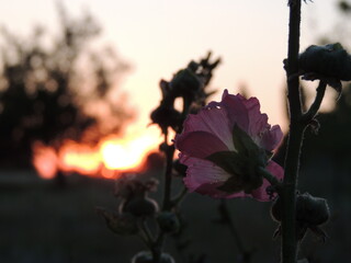 flower in sunset