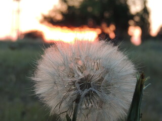 flower of a dandelion