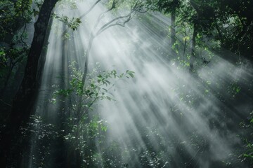 Wisps of fog in a dense forest