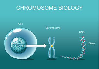 Structure of Cell. Chromatin. Chromosome biology.