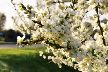 Flowering branch of apple trees in the spring