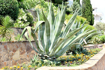 Agave on a background of a large collection of cacti and succulents in the greenhouse of the botanical garden