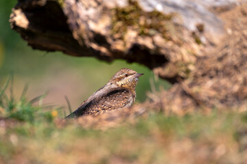 Eurasian Wryneck perched on the ground.