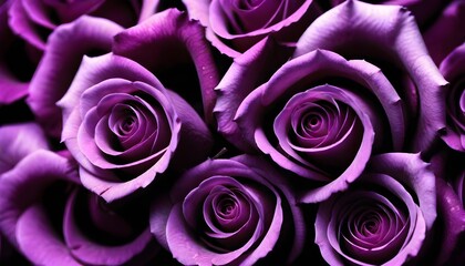 Lot of purple and violet roses macro background card