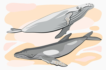 llustration with two whales. Textures. Blue, gray, white background. Flat vector illustration. Sea collection for design.