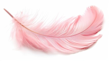 delicate pink feather isolated on white background highquality cutout