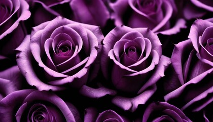 Lot of purple and violet roses macro background card