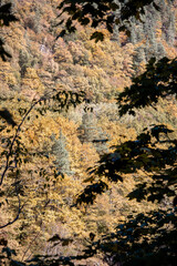 Autumn landscape in a mountain forest.
