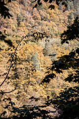 Autumn landscape in a mountain forest.