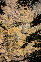 Autumn landscape in a mountain forest.