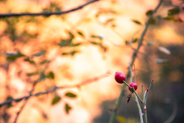 Autumn landscape in a mountain forest.