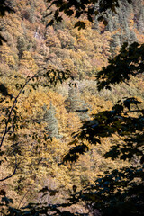 Autumn landscape in a mountain forest.