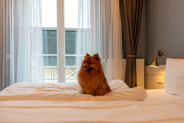 A red Spitz dog lies on a large bed in a bright hotel room. Spitz dog resting on the bed of a hotel room.
