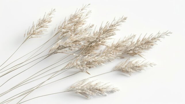 intricate 3d illustration of delicate nassella tenuissima grass isolated on white closeup view