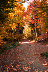 Autumn landscape in a mountain forest.