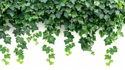 javanese tree vine or grape ivy cissus spp leaves jungle vine and hanging ivy plant bush foliage isolated on white with clipping path digital botanical photo