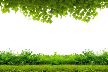 Tree and grass border backgrounds landscape outdoors.