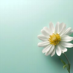 Chamomile flower close-up isolate on a light green, azure background