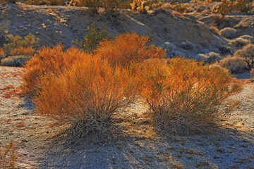 Desert, bush and shrub plants in environment outdoor in nature of California, USA. Native, ecology and growth of indigenous foliage in summer with biodiversity in dry field, soil and grass on land