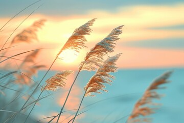 Tranquil Coastal Sunset: Dry Grass and Sea