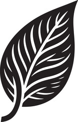 Obraz premium black and white feather