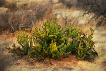 Desert, cactus and plant in bush environment outdoor in nature of California, USA. Natural, succulent and growth of indigenous shrub in summer with biodiversity in dry field, soil and grass on land