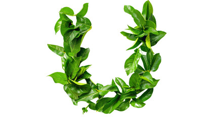 The letter U of the English alphabet from the leaves of green plants isolated on white background PNG