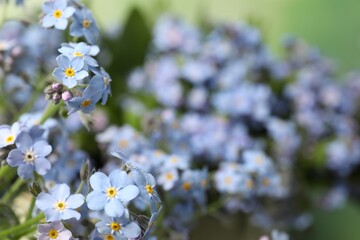 Beautiful forget-me-not flowers growing outdoors, closeup. Spring season