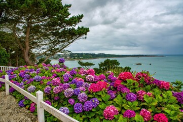 Beautiful hydrangea flowers on the pink granite coast in Brittany, France. French coast of the...