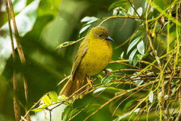 Catirumbava / Olive-green Tanager / Aves da Mata Atlântica