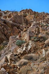 Countryside, rocky and cactus or plants in desert, beauty in California or USA. Nature, natural and landscape with shrubs or succulents in America, mountain or environment with sunshine in summer