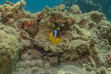 Clown-fish in the Red Sea Colorful and beautiful, Eilat Israel
