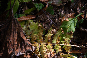 Autumn landscape in a mountain forest.