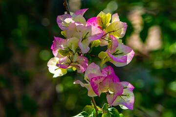 Blooming bougainvillea on a blurred background.